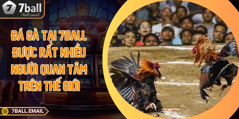Đá gà tại 7ball được rất nhiều người quan tâm trên thế giới